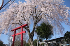 山の神様の枝垂れ桜