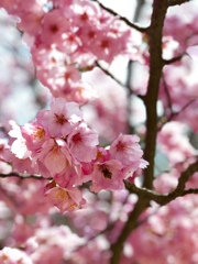 桜