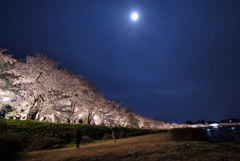 桜と月のコラボ