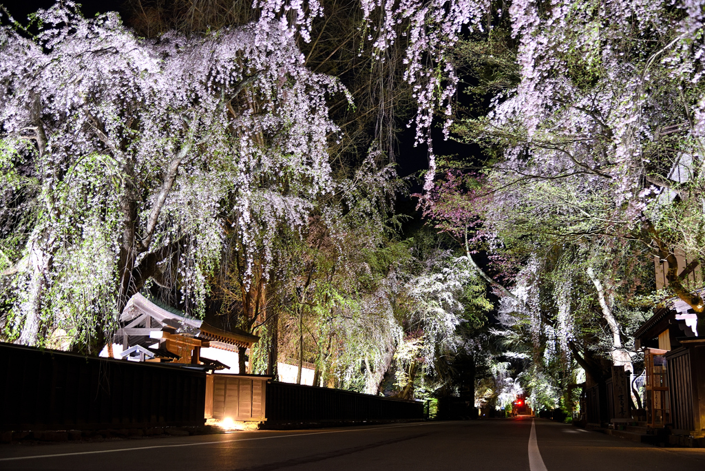 武家屋敷の桜