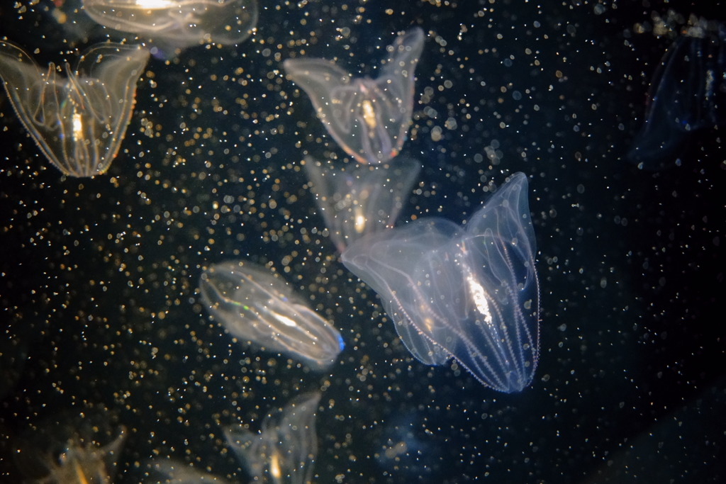 jellyfish