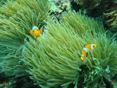ニモ発見