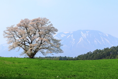 一本桜