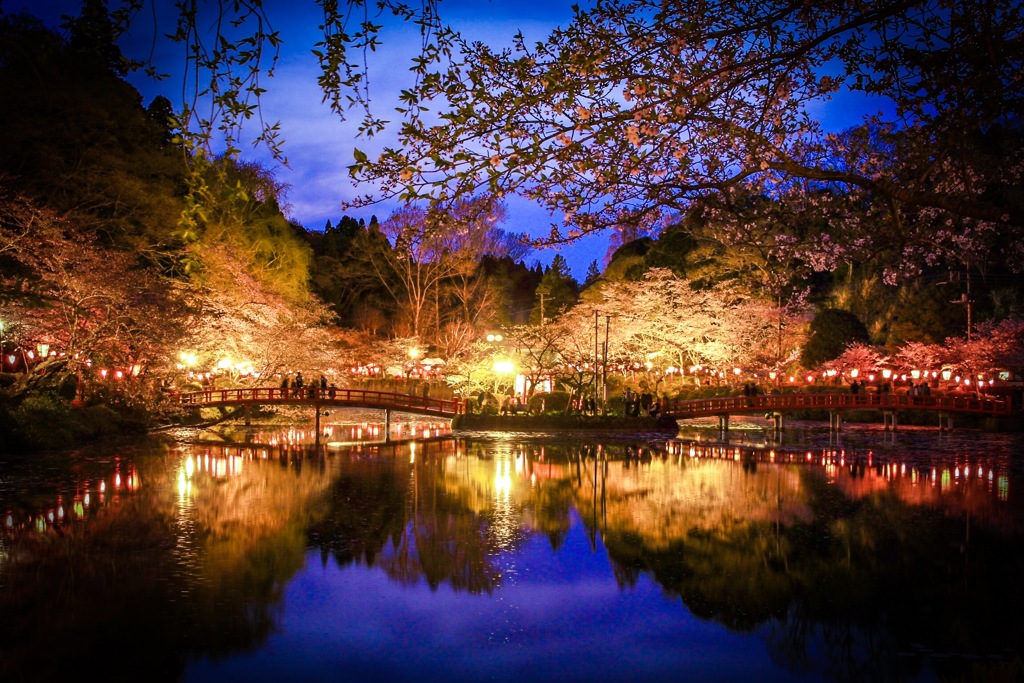 夜桜見物