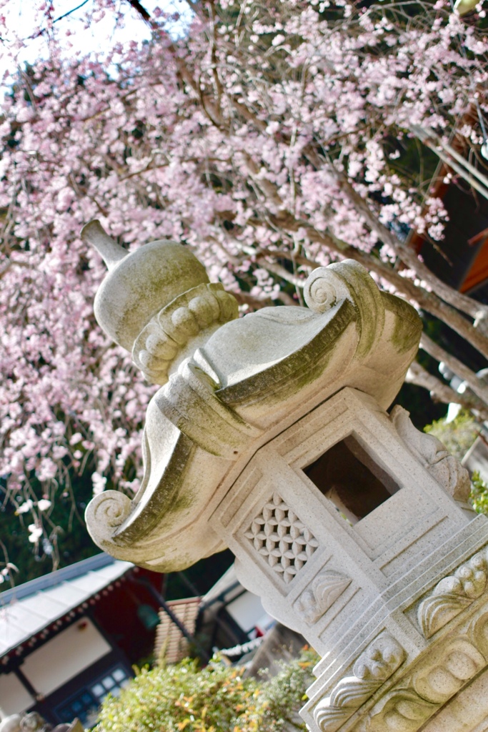 桜、石