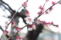 梅花