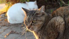 見返り猫