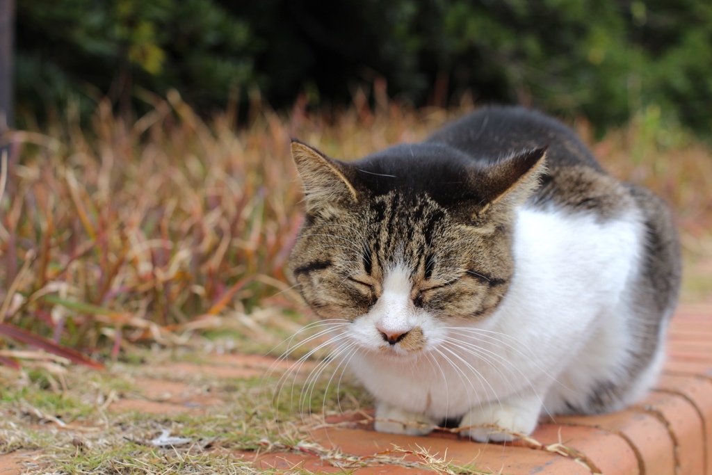 おねむ猫