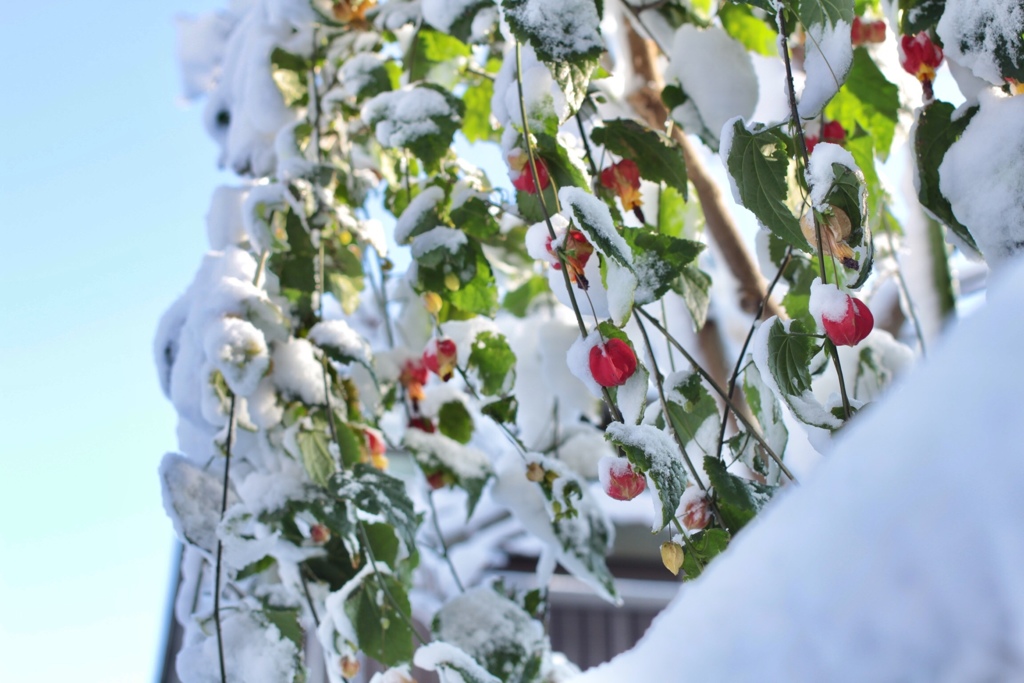 雪化粧