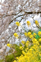 菜の花と桜