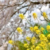 菜の花と桜