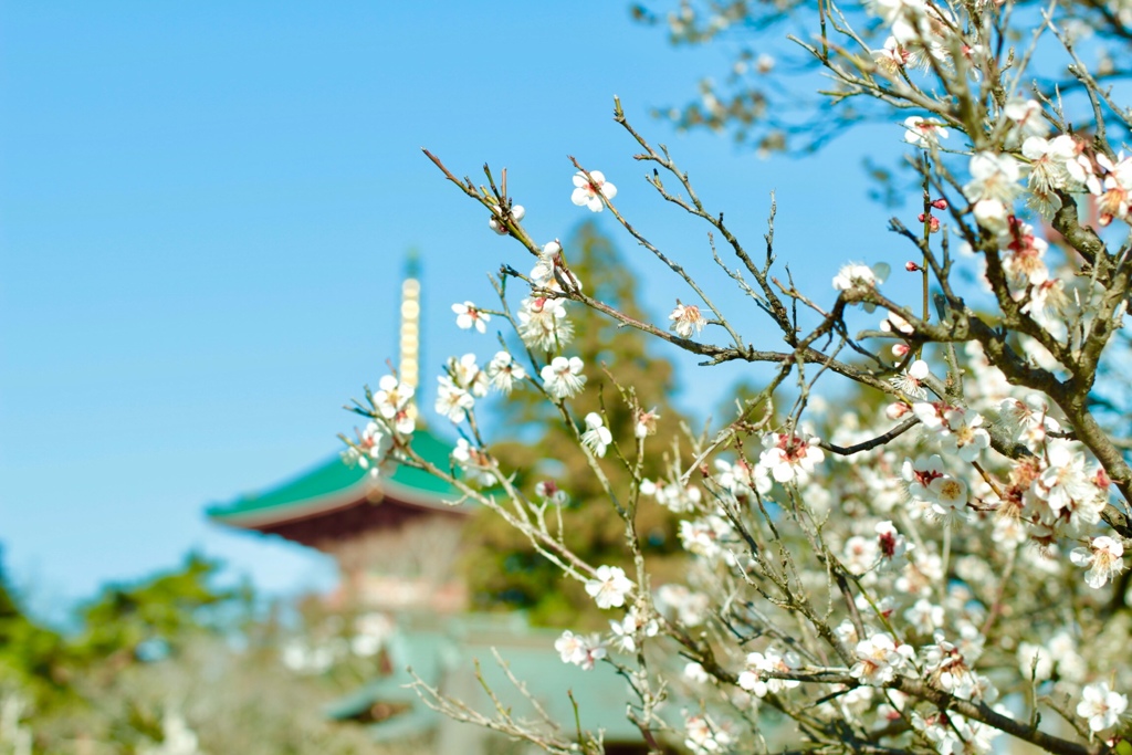 梅花