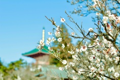 梅花
