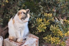 西陽を憂う猫