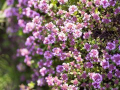 可愛いお花