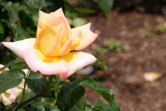 20180506薔薇