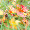 紅葉