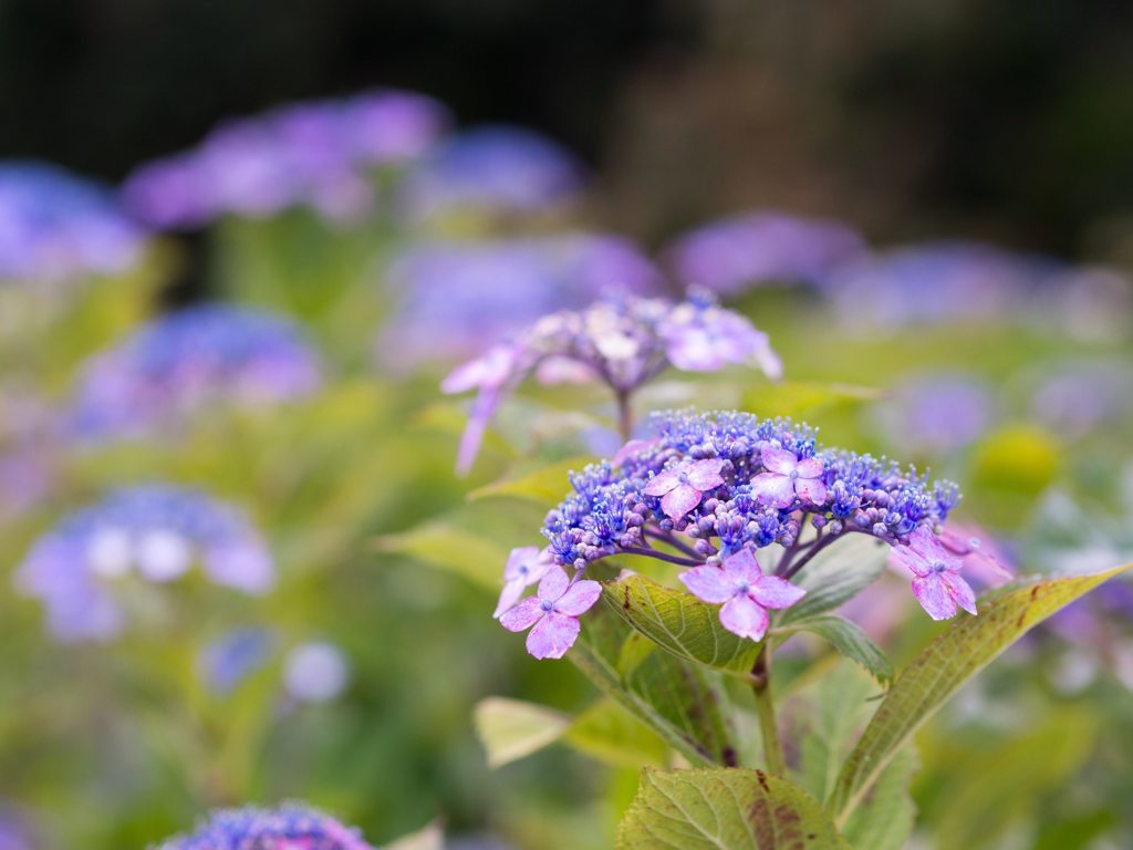 紫陽花