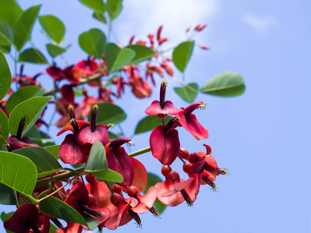 デイゴの花