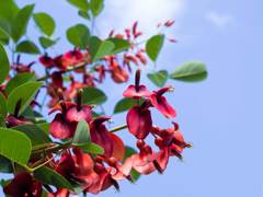 デイゴの花