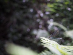 梅雨のひととき