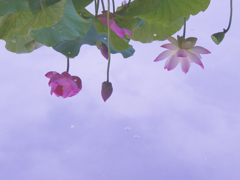 水鏡1