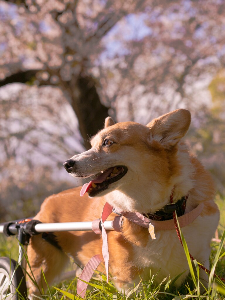 桜の木の下で