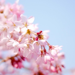 桜咲く