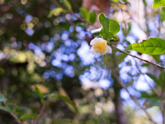 茶の花