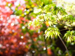 花紅葉