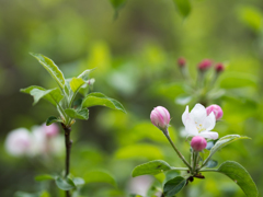 林檎の花
