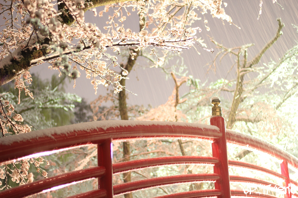 桜の雪化粧