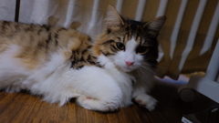 トライアルショット