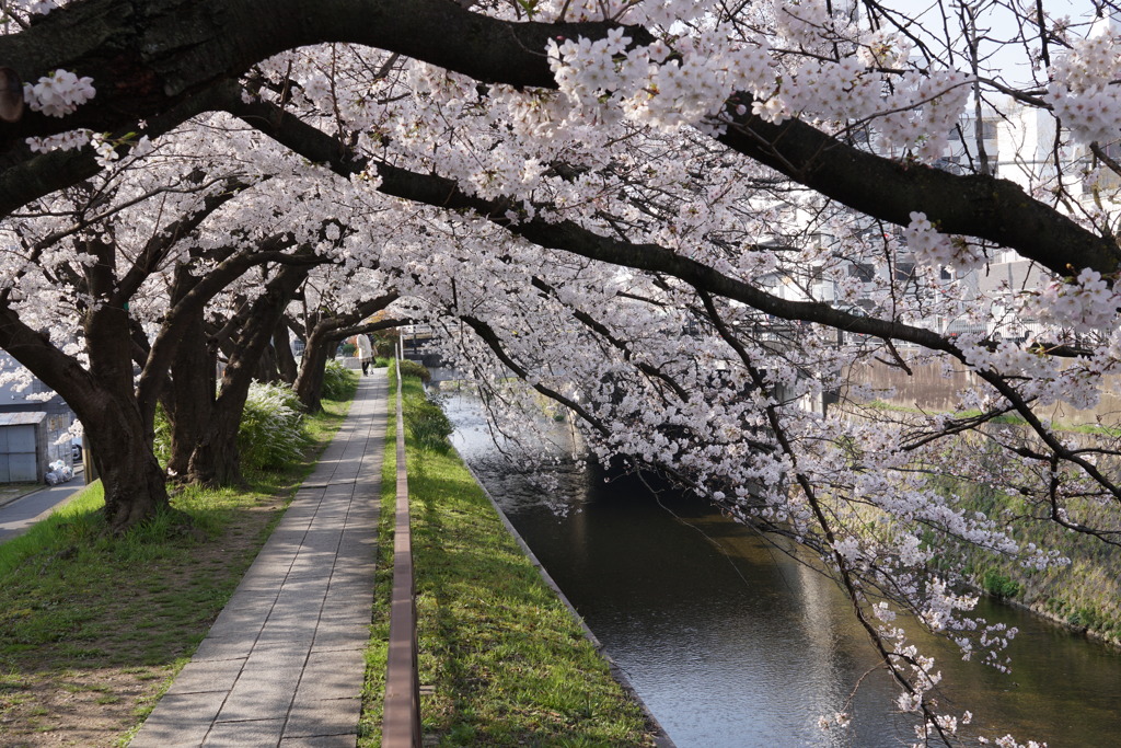 天神川沿いの桜