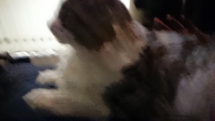 寄り添う猫、あるいは失敗した写真