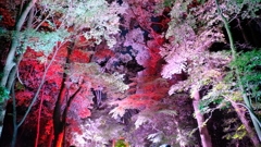 糺の森の光の祭