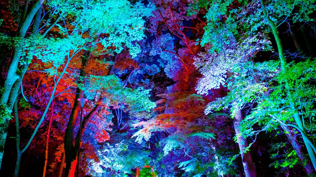 糺の森のライトアップをlightroomで現像