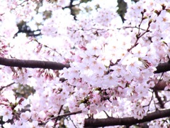 清水寺 桜