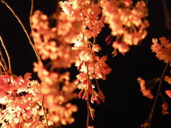 清水寺 枝垂れ桜3