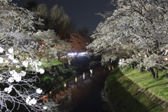 岐阜県 夜桜