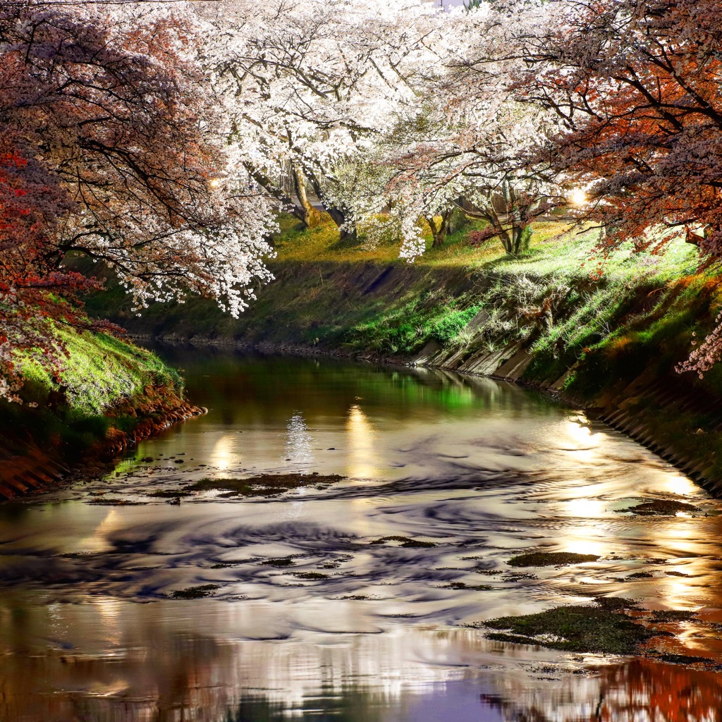 夜桜