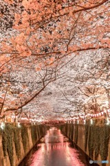 目黒川_夜桜②