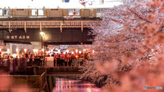 目黒川_夜桜①