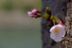cherryblossom