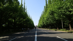 神宮外苑　銀杏並木