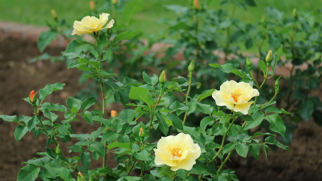 日比谷公園の薔薇1
