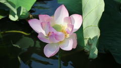 上野　不忍池の蓮