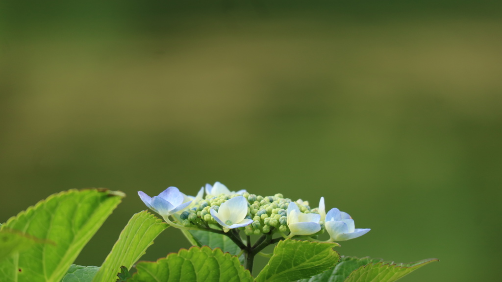 皇居のお濠端に咲く紫陽花