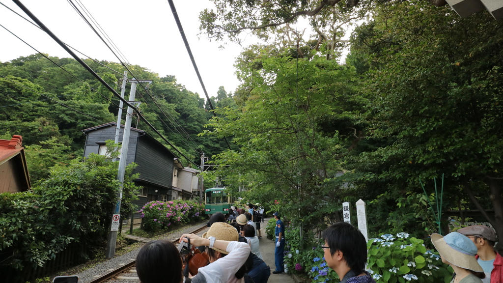 紫陽花と江ノ電