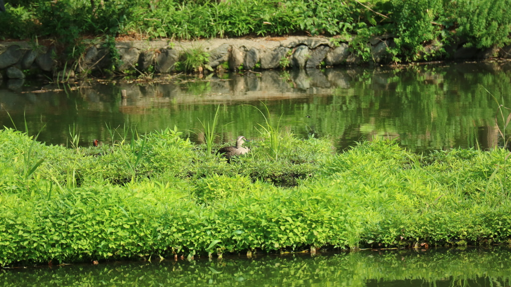 石神井公園にて3